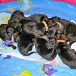 2016 Shiloh Shepherd Puppies - Week 2